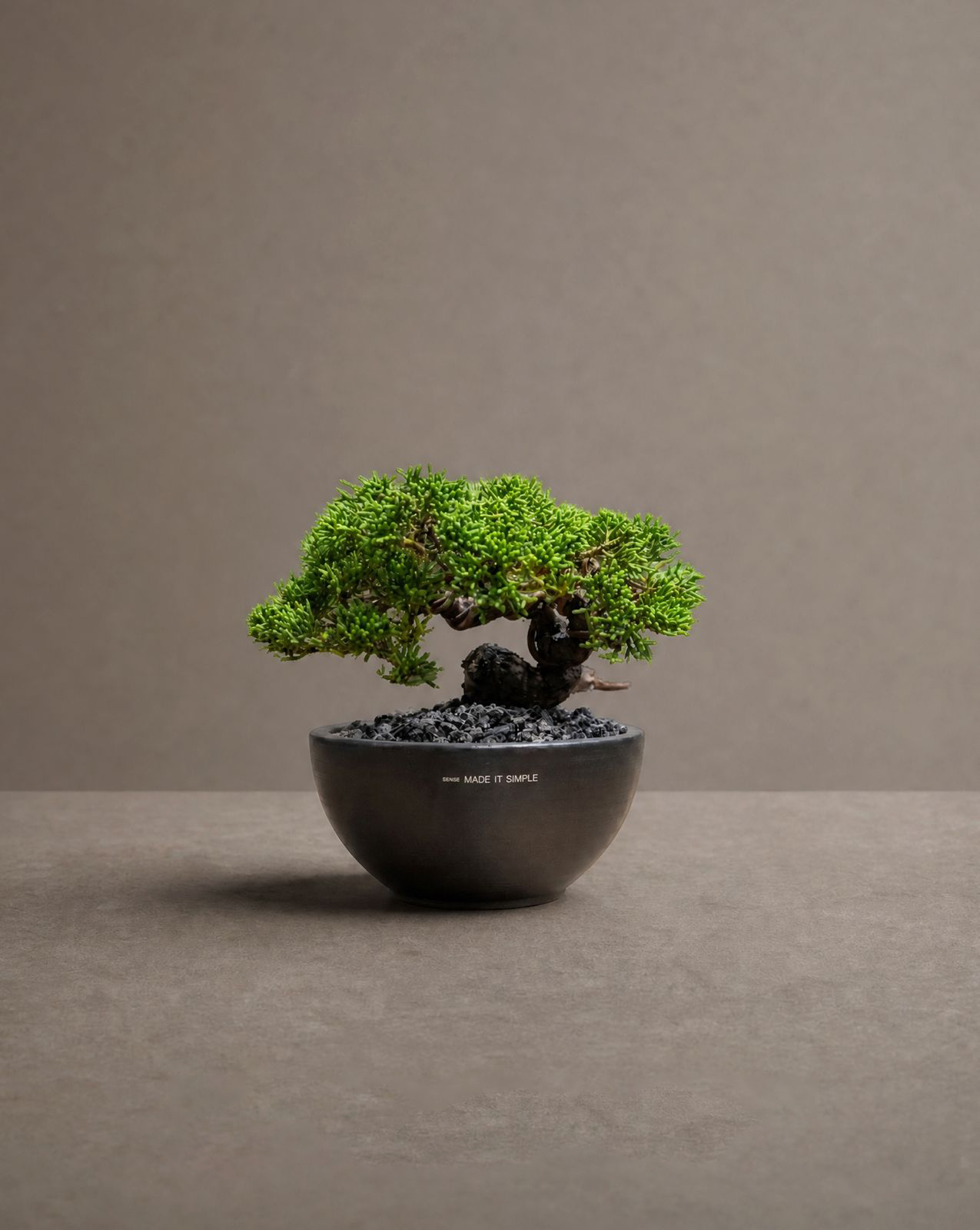 濟州真柏 — Juniperus chinensis ‘Jeju’