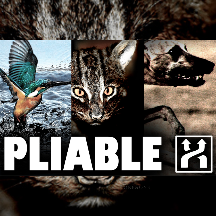 Fidelity PLIABLE AZUSA
