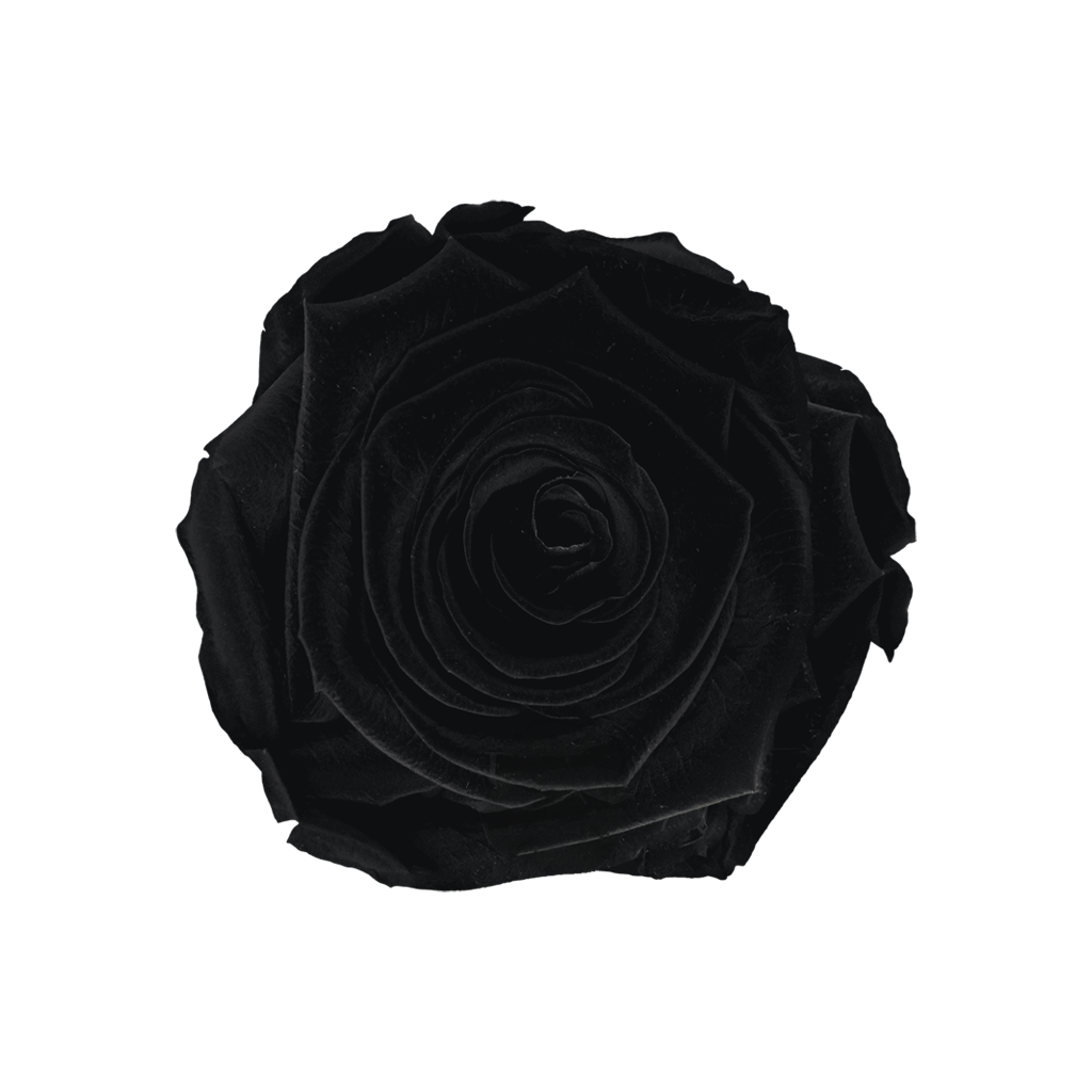 Black｜5-6cm 6輪中｜Hoja Verde