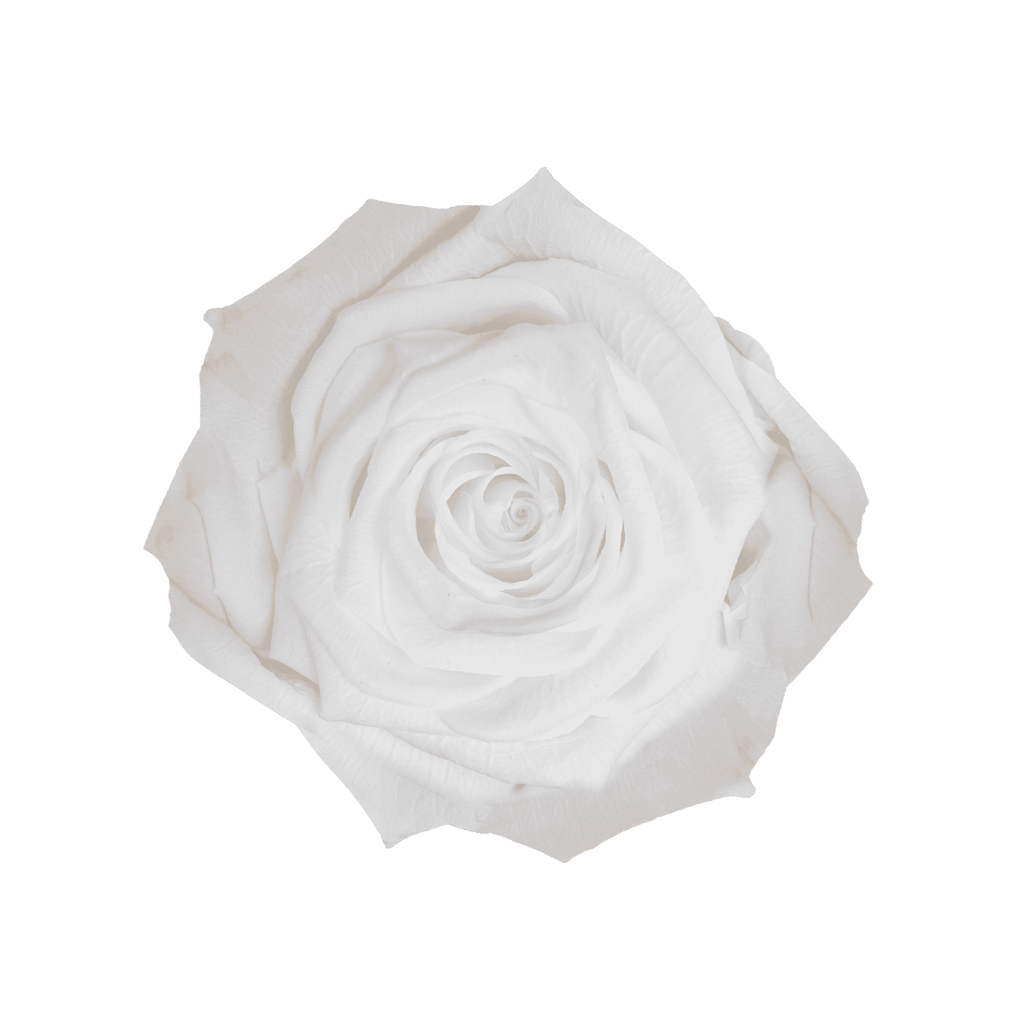White｜5-6cm 6輪中｜Hoja Verde