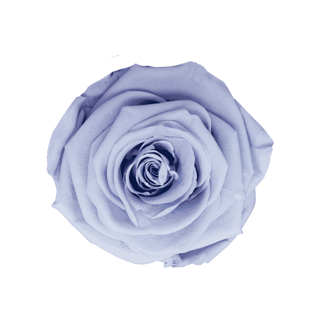 Floral Lavender｜5-6cm 6輪中｜Hoja Verde