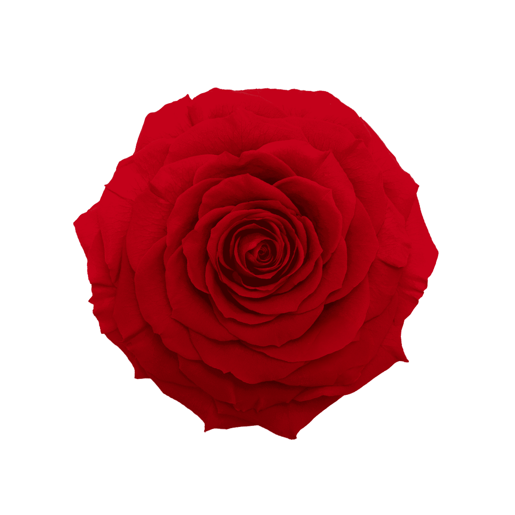 Light Red｜5-6cm 6輪中｜Hoja Verde