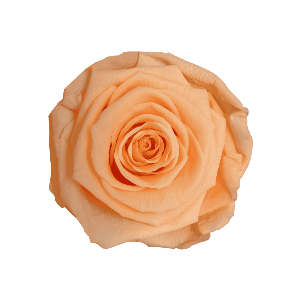 Peach｜5-6cm 6輪中｜Hoja Verde