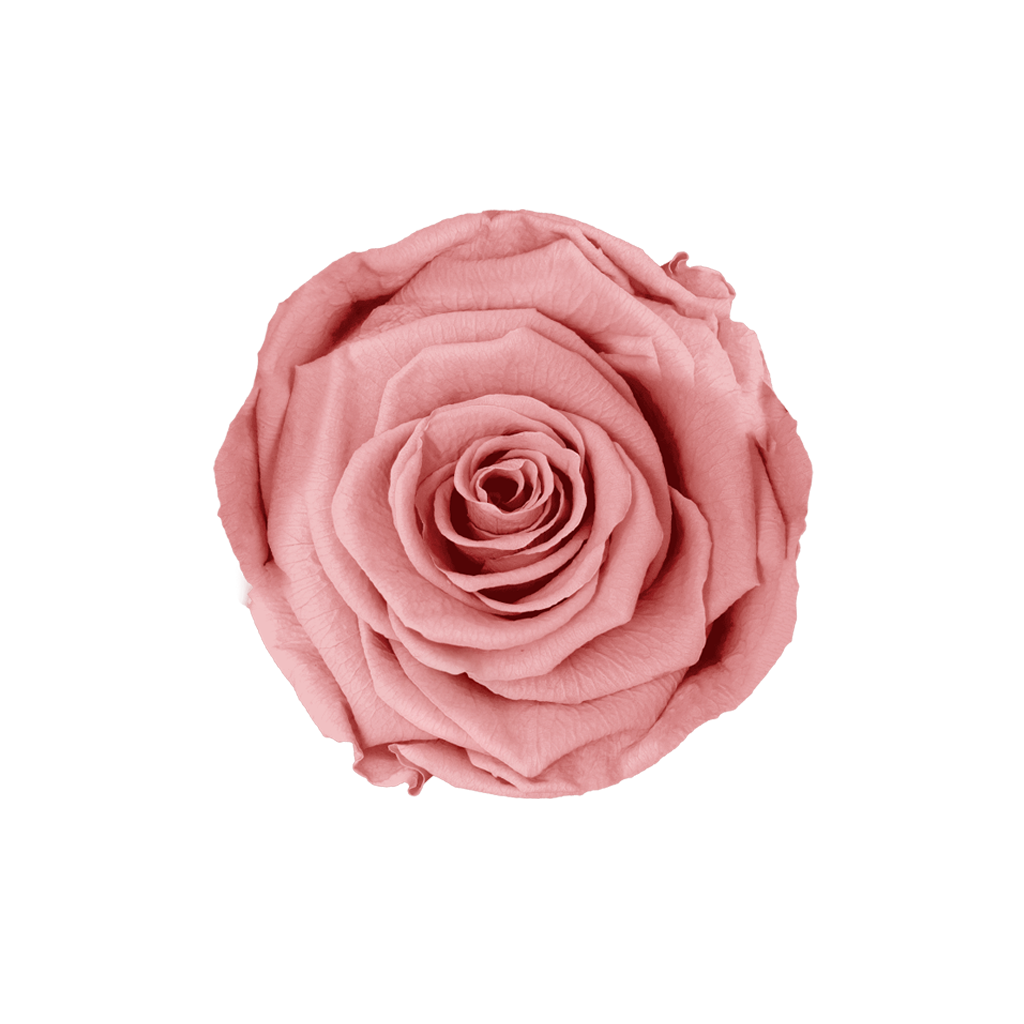 Dusty Pink｜5-6cm 6輪中｜Hoja Verde