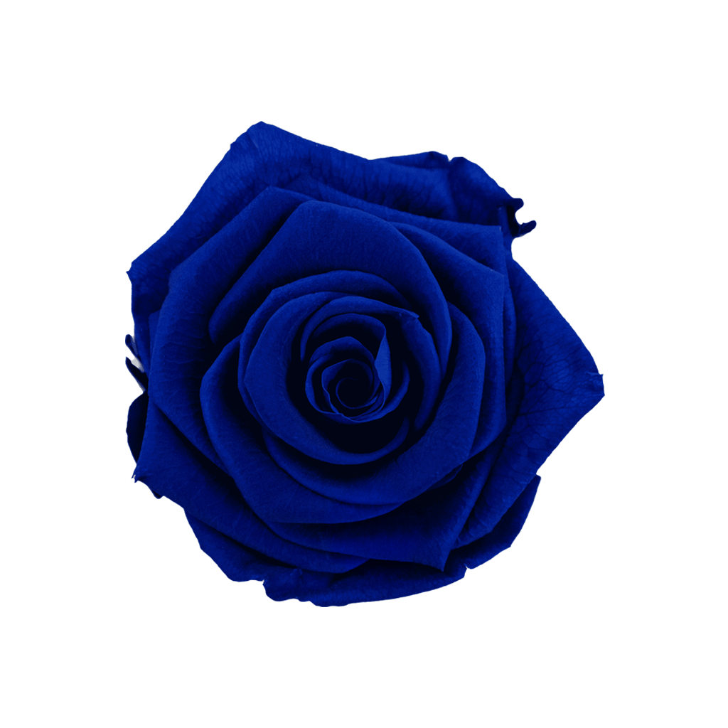 Blue｜5-6cm 6輪中｜Hoja Verde