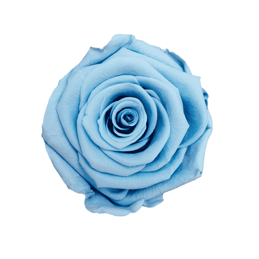 Light Blue｜5-6cm 6輪中｜Hoja Verde