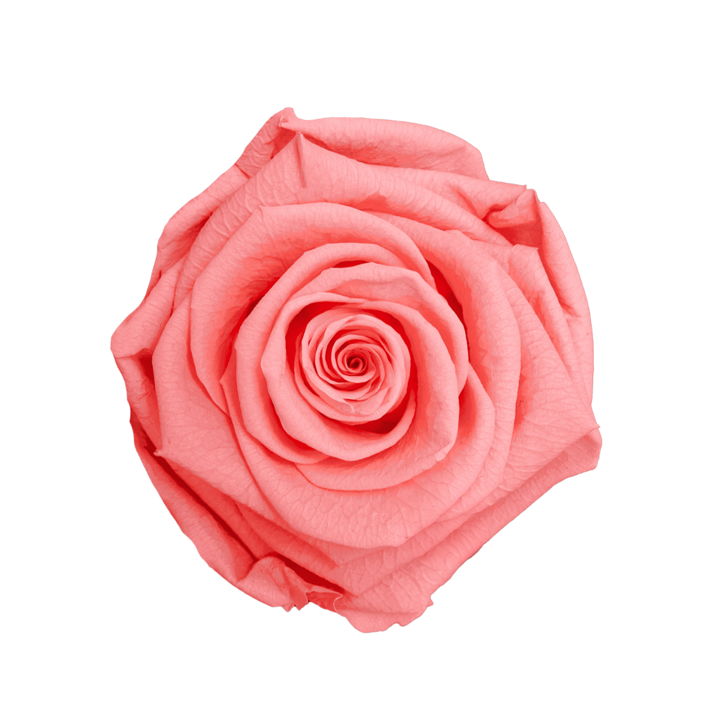 Light Pink｜5-6cm 6輪中｜Hoja Verde