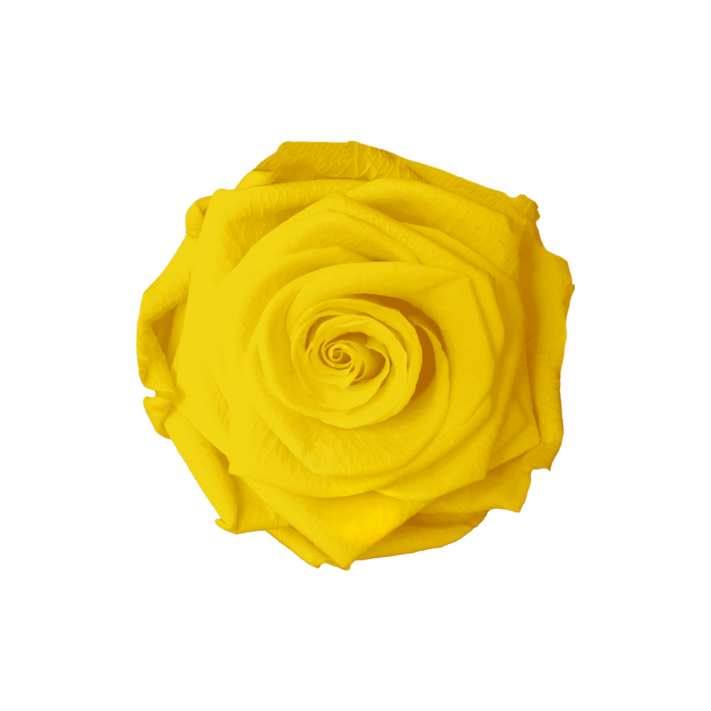 Sunny Yellow｜5-6cm 6輪中｜Hoja Verde