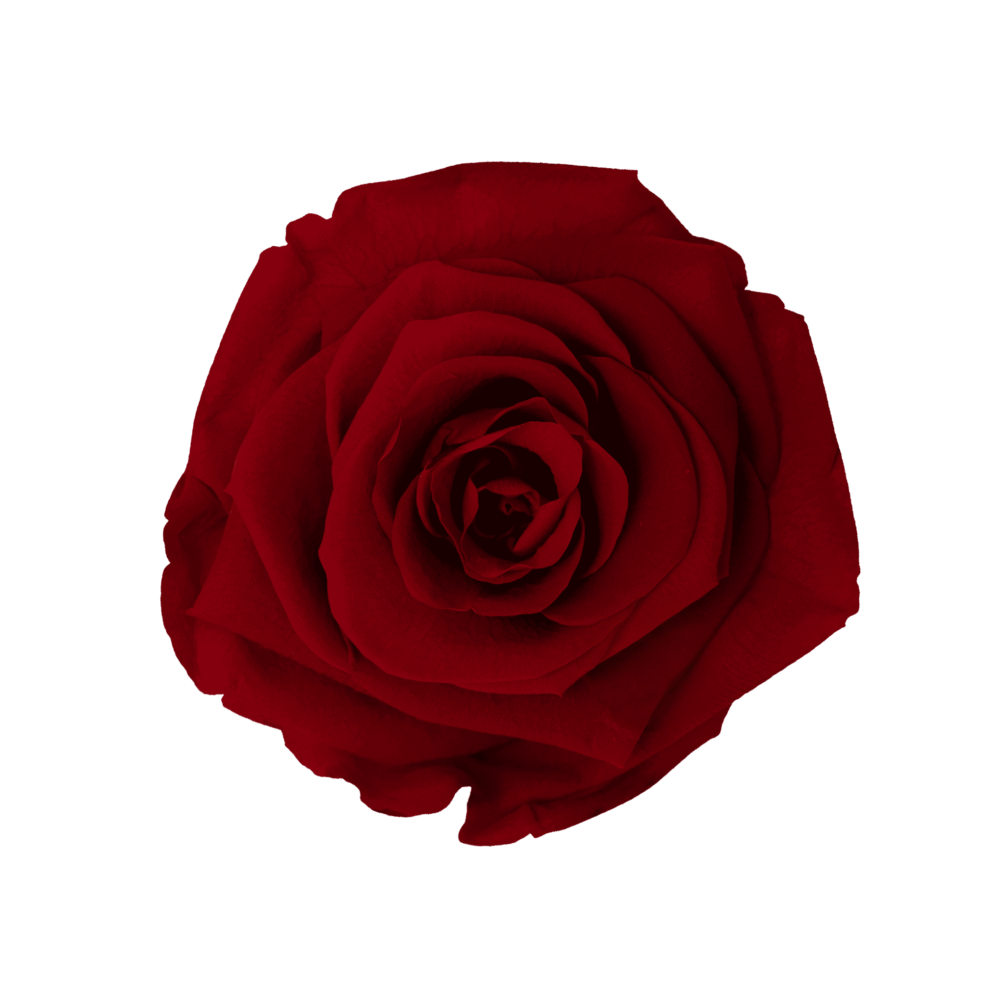 Red｜5-6cm 6輪中｜Hoja Verde