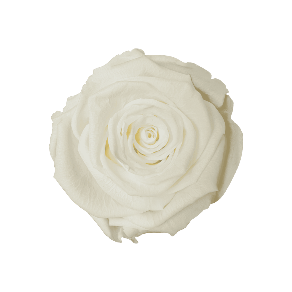 Ivory｜5-6cm 6輪中｜Hoja Verde