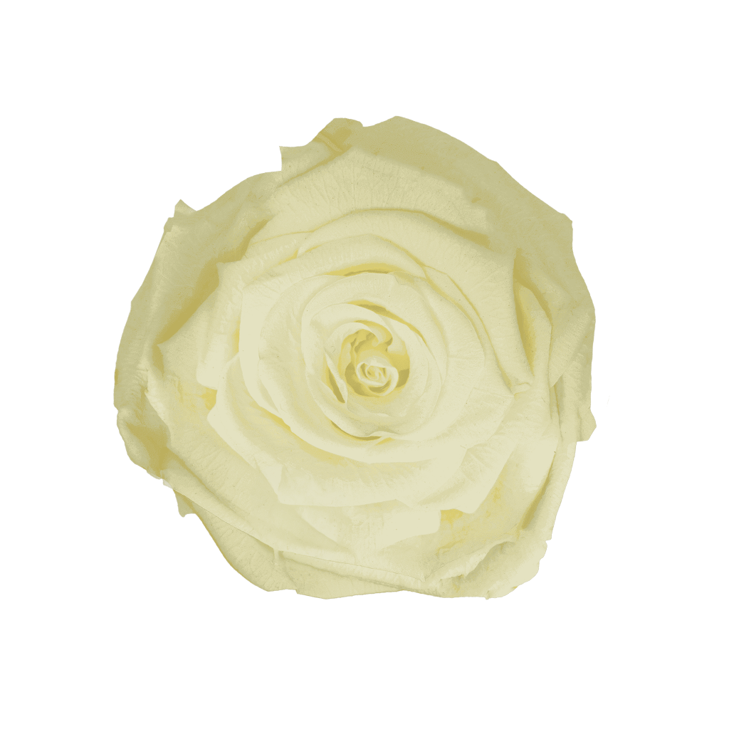 Creme｜5-6cm 6輪中｜Hoja Verde