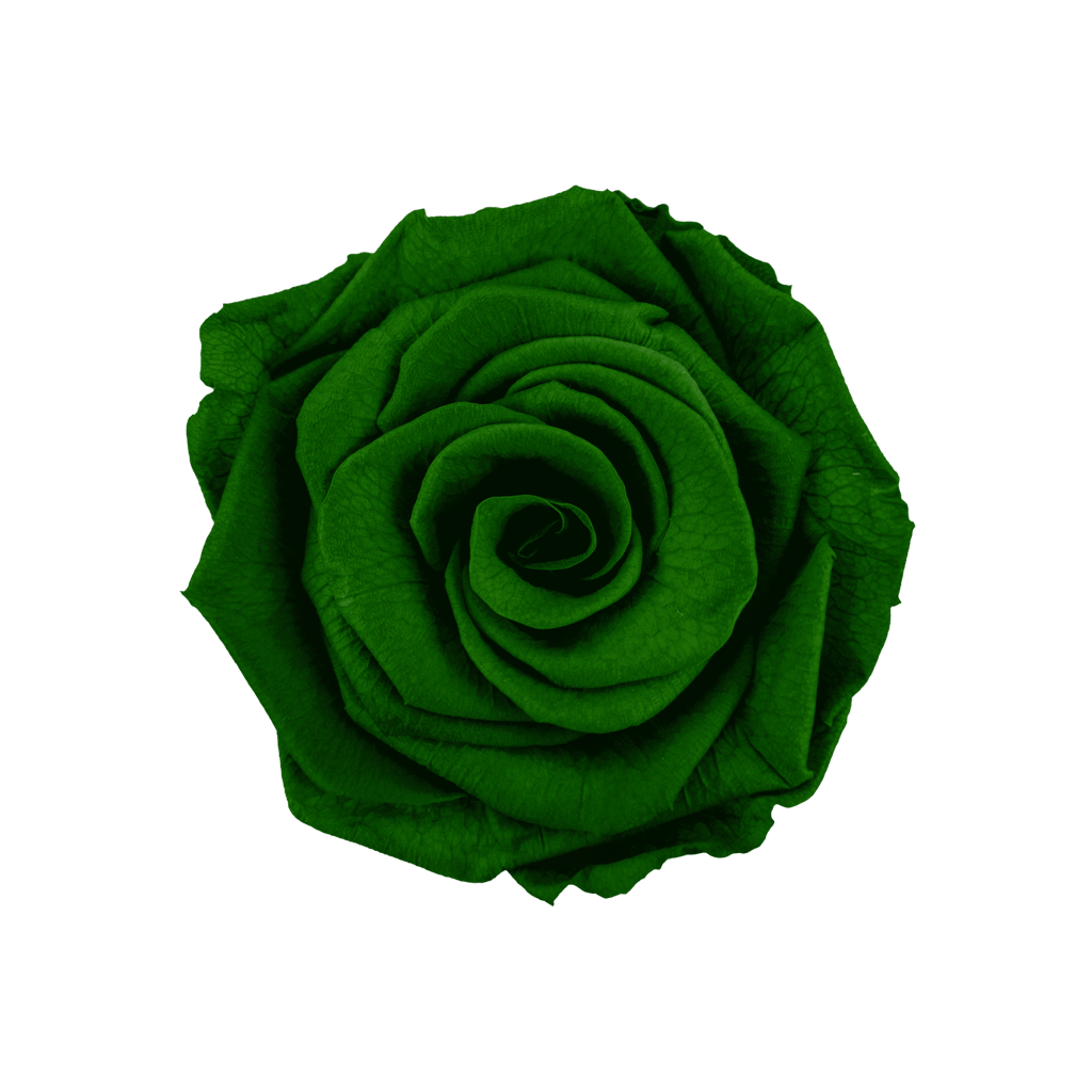 Green｜5-6cm 6輪中｜Hoja Verde
