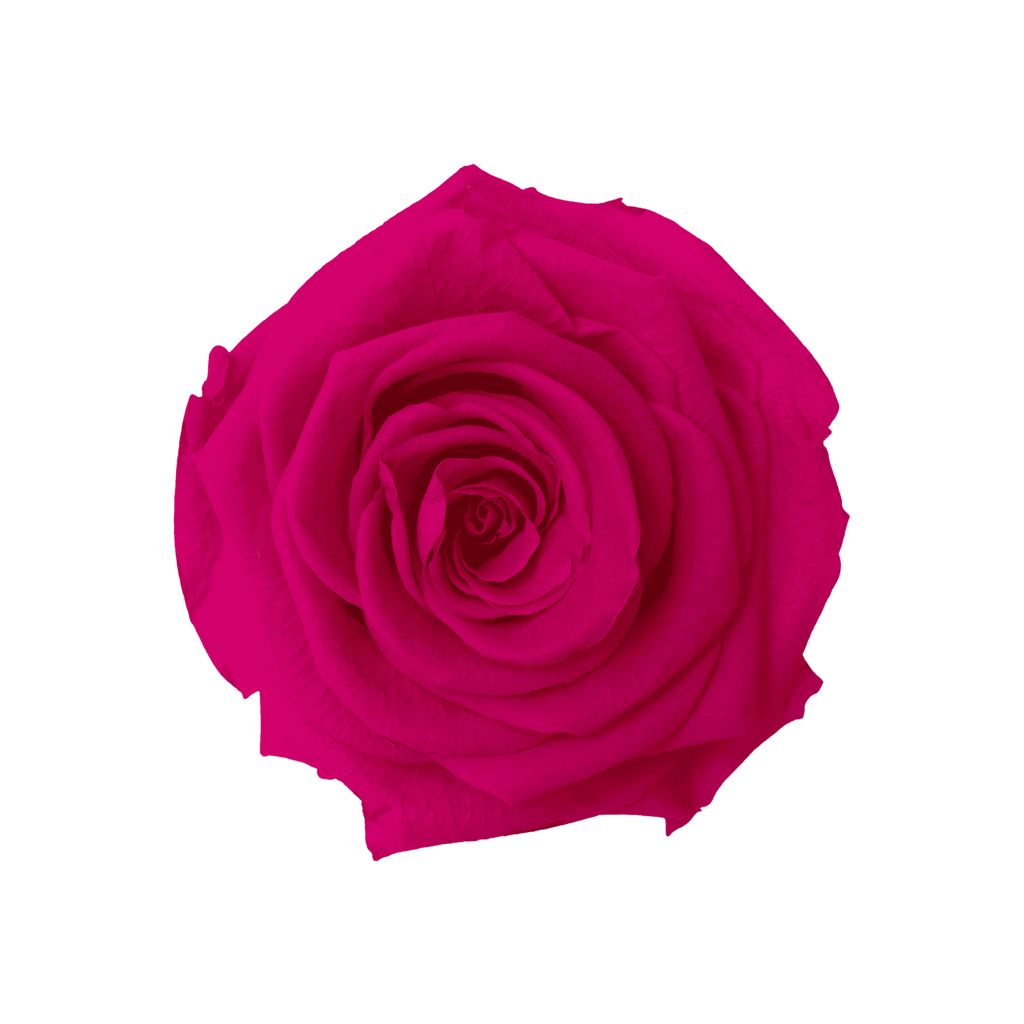 Fuchsia｜5-6cm 6輪中｜Hoja Verde