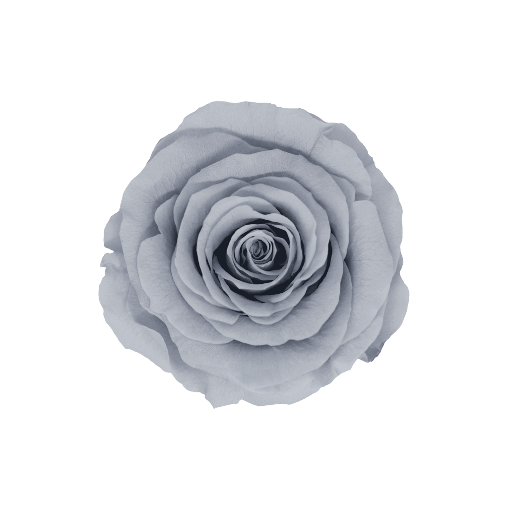 Gray｜5-6cm 6輪中｜Hoja Verde