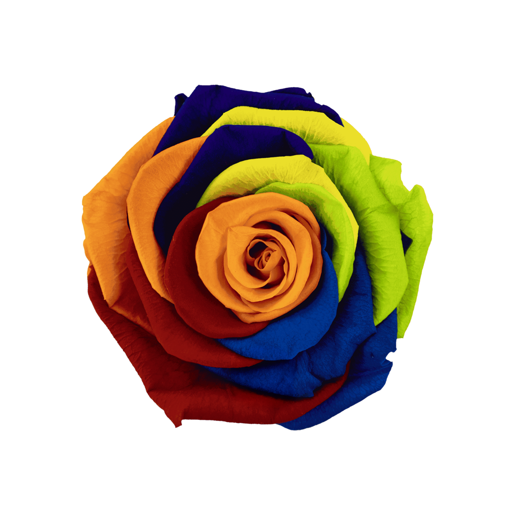 Rainbow｜5-6cm 6輪中｜Hoja Verde