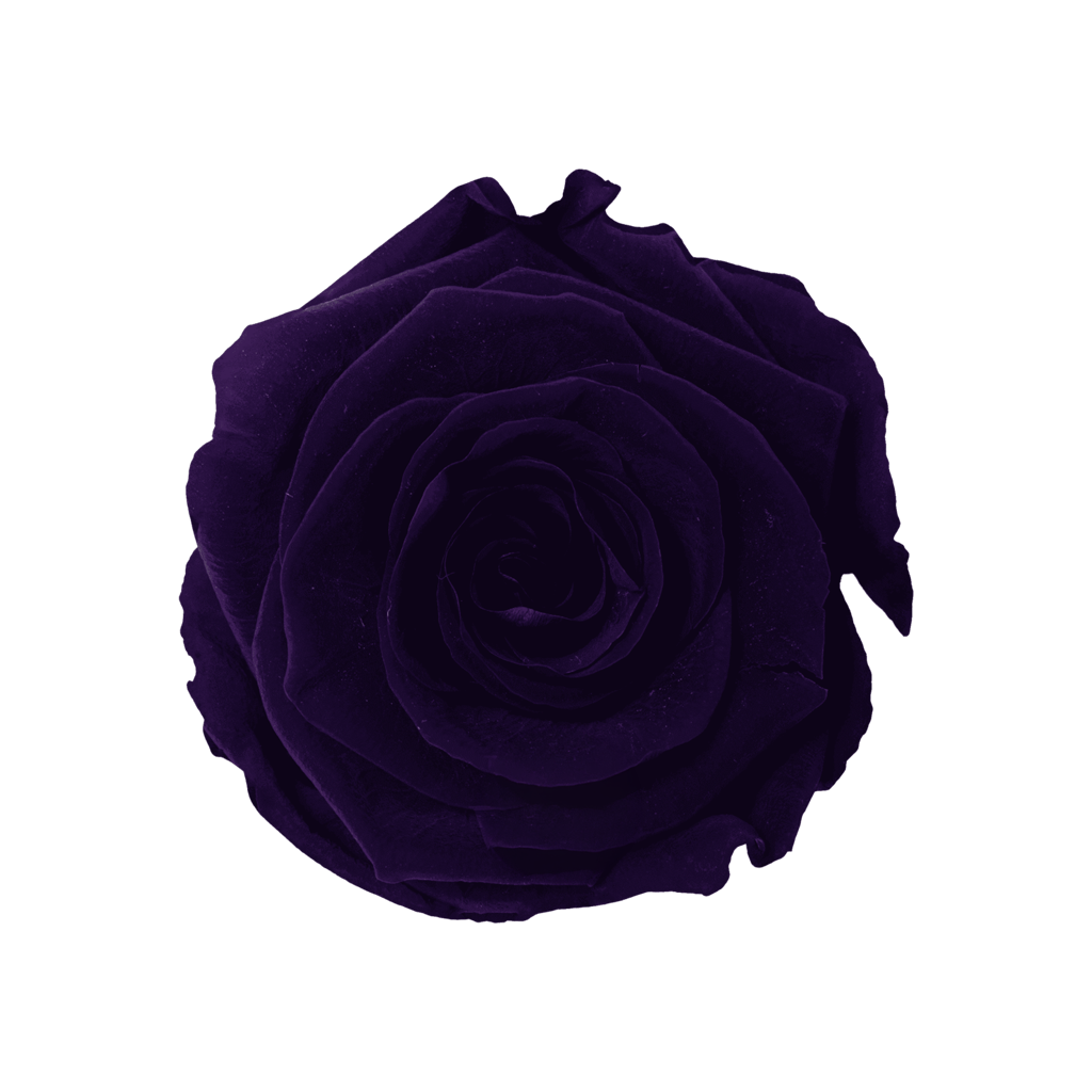 Purple｜5-6cm 6輪中｜Hoja Verde