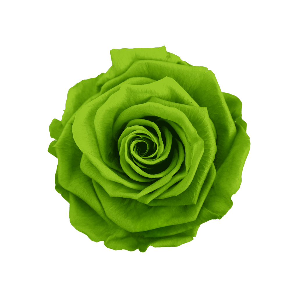 Lime Green｜5-6cm 6輪中｜Hoja Verde