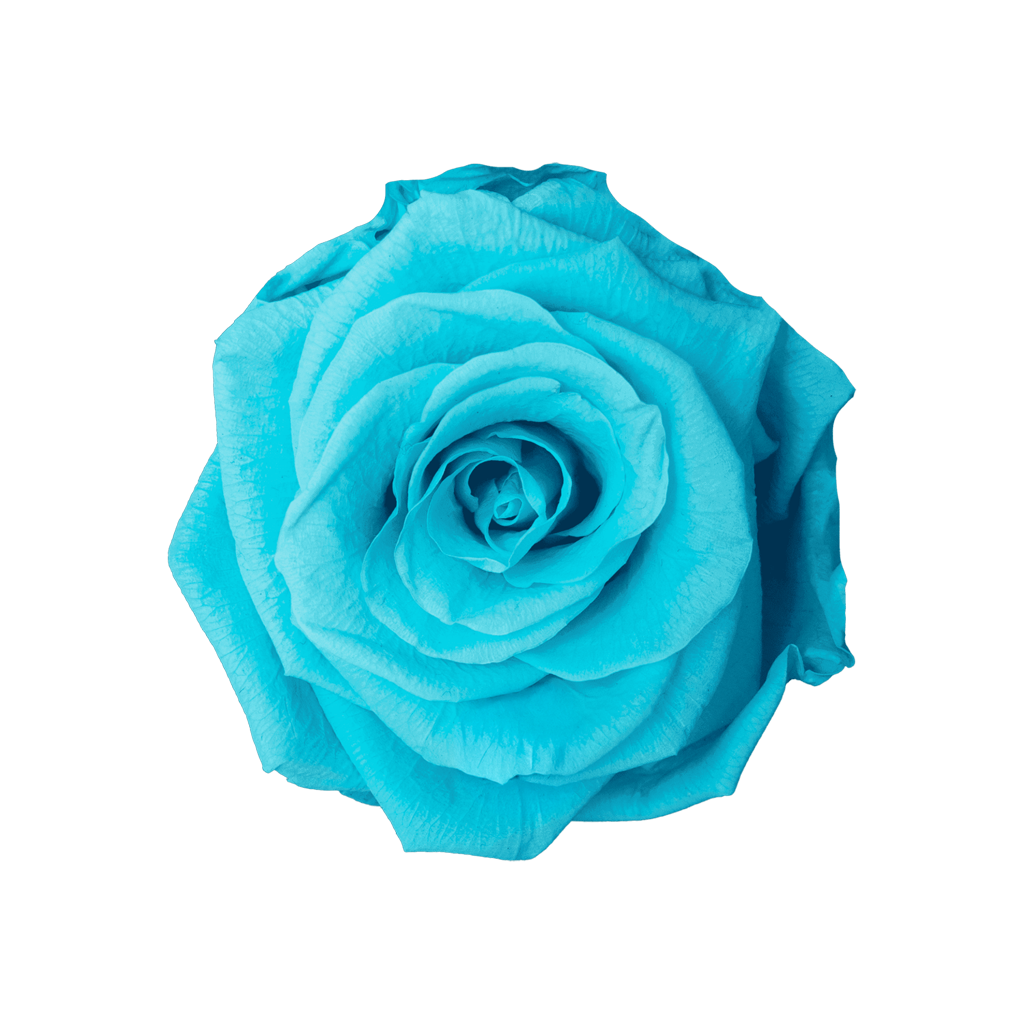 Cyan｜5-6cm 6輪中｜Hoja Verde