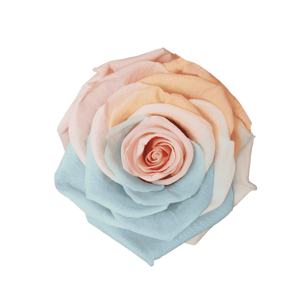 Rainbow Pastel｜5-6cm 6輪中｜Hoja Verde