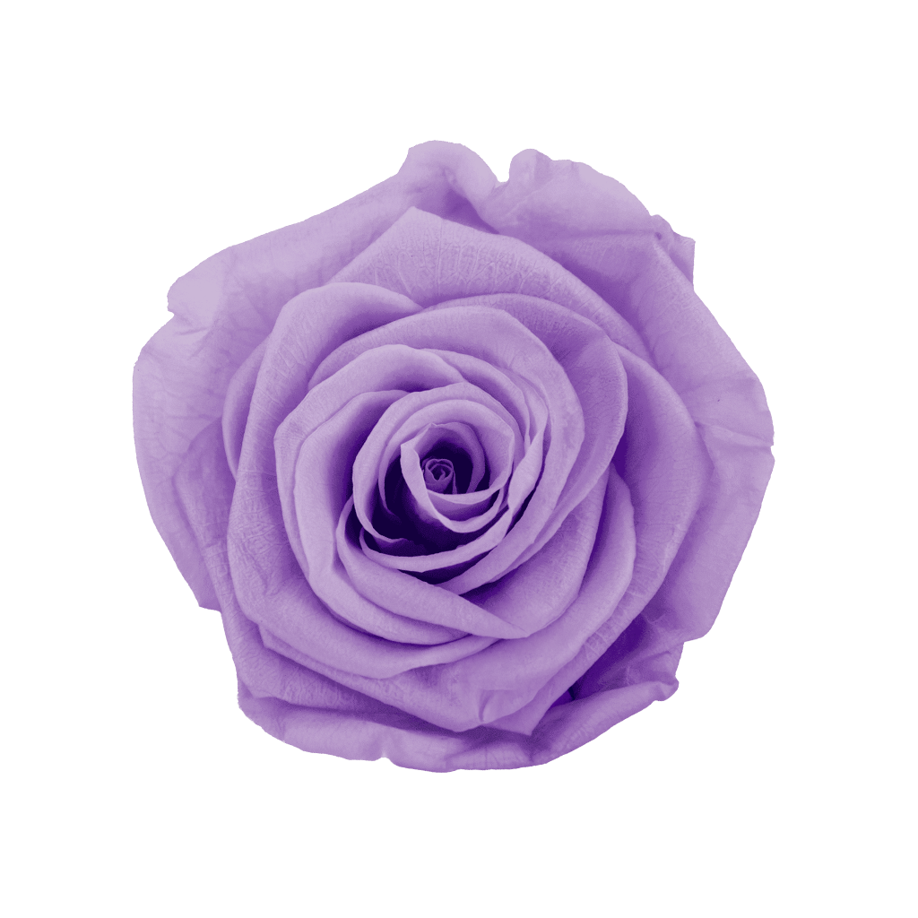 Light Purple｜5-6cm 6輪中｜Hoja Verde