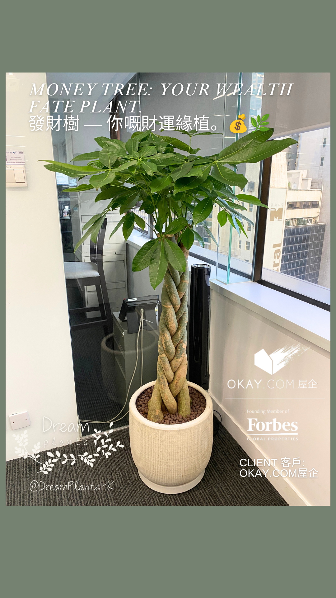 編辮發財樹 發財樹