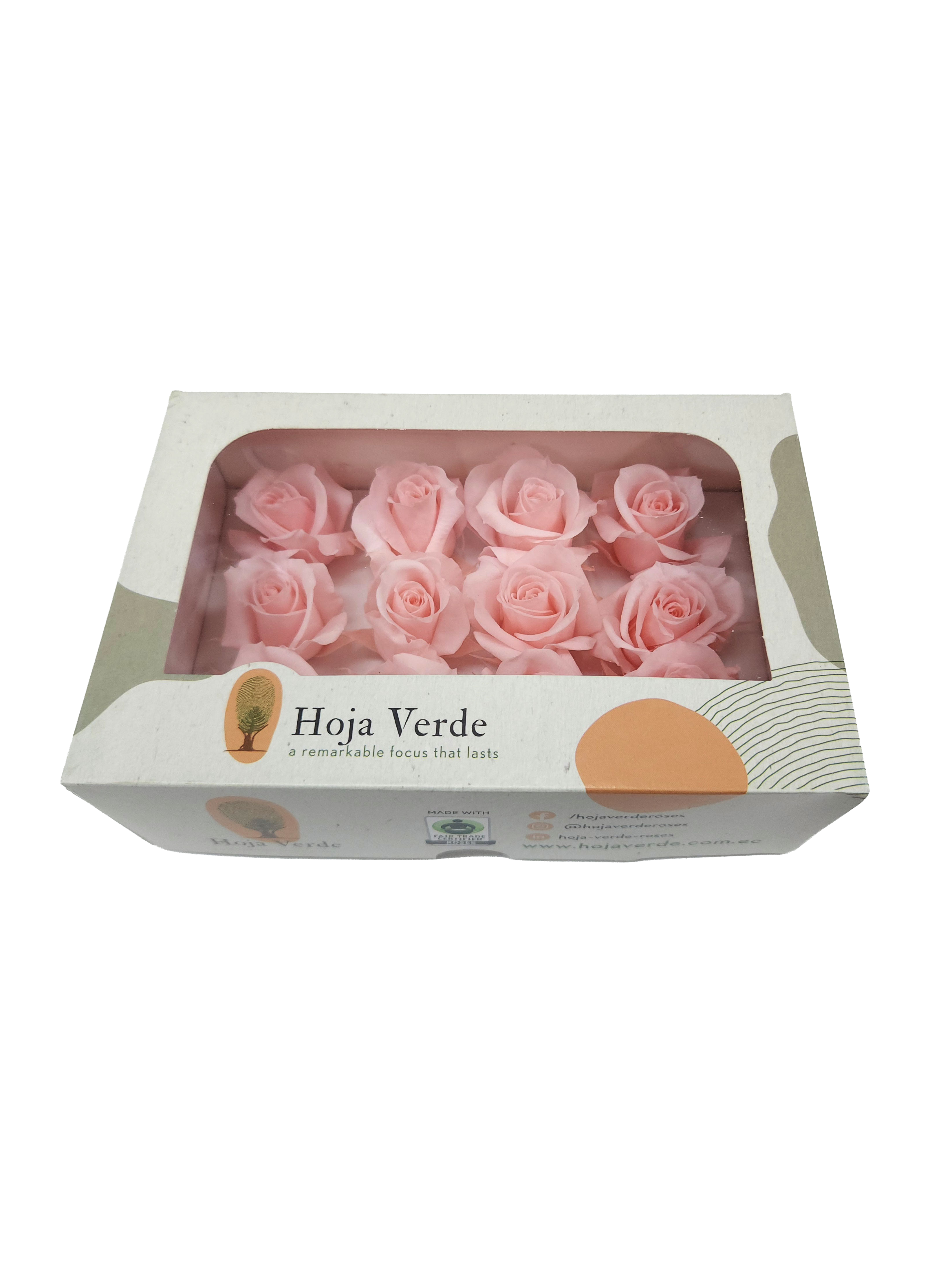 Gold Flake｜4-4.5cm 12輪｜Hoja Verde