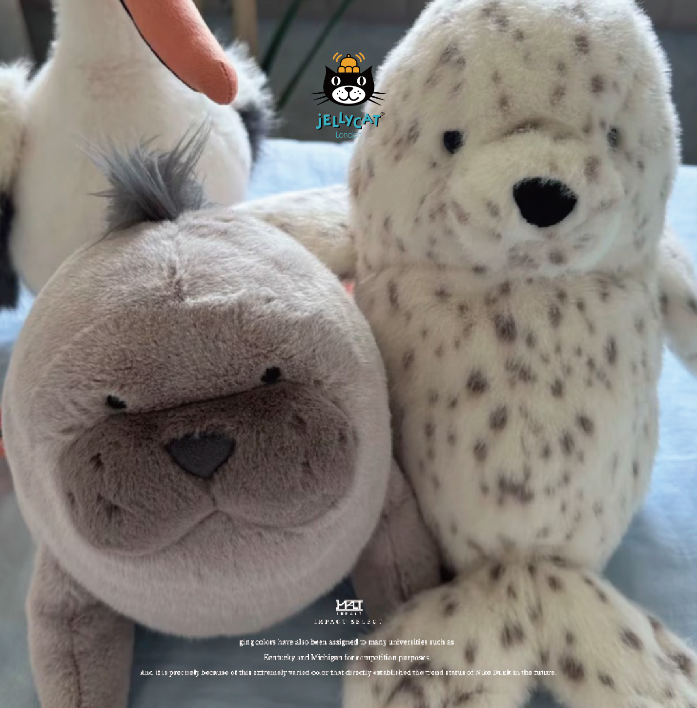 Jellycat 2026 夏日限定 羅爾威海獅 笨拙的小海豹