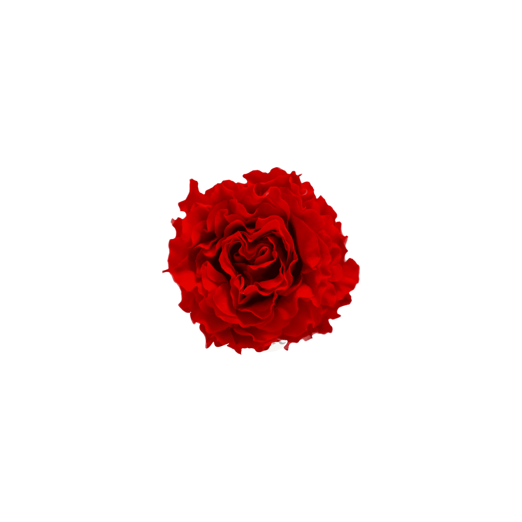 Light Red｜4-4.5cm 12輪 愛心庭園｜Hoja Verde