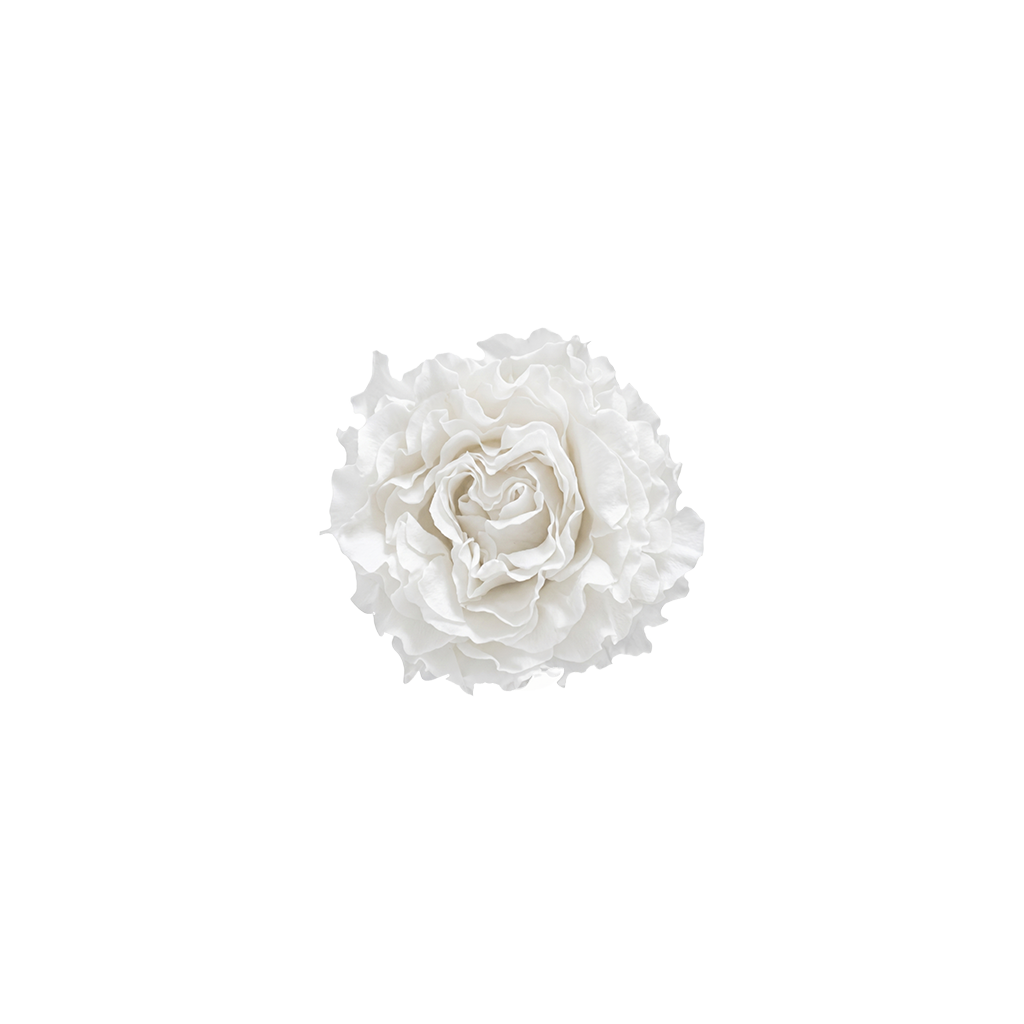 White｜4-4.5cm 12輪 愛心庭園｜Hoja Verde