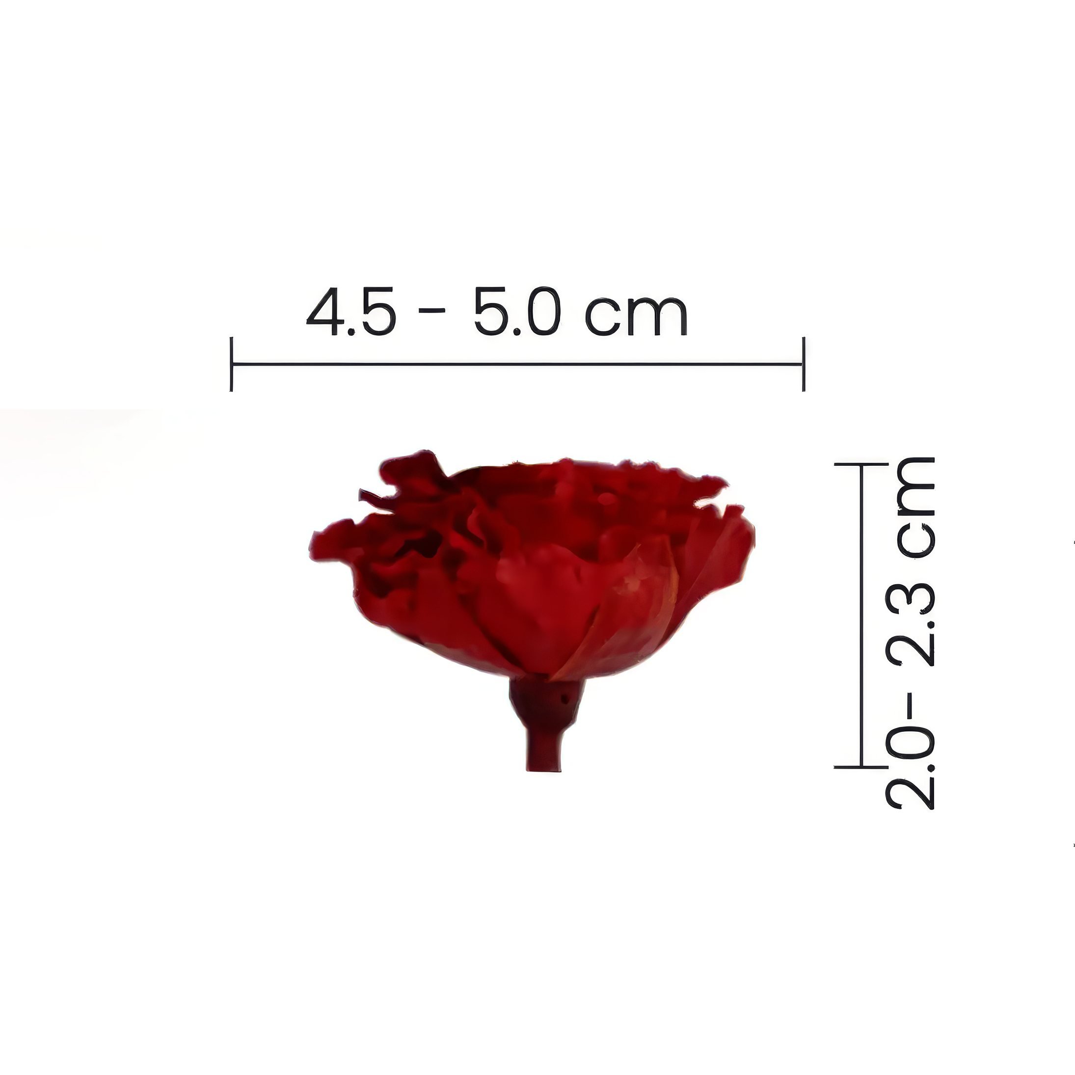 White｜4-4.5cm 12輪 愛心庭園｜Hoja Verde