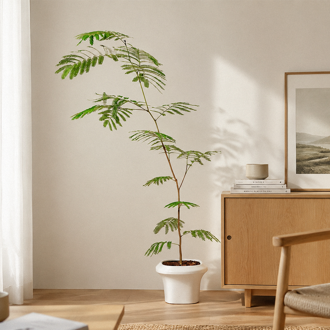 中型小豆樹陶瓷灰盆｜清爽室內觀葉植栽