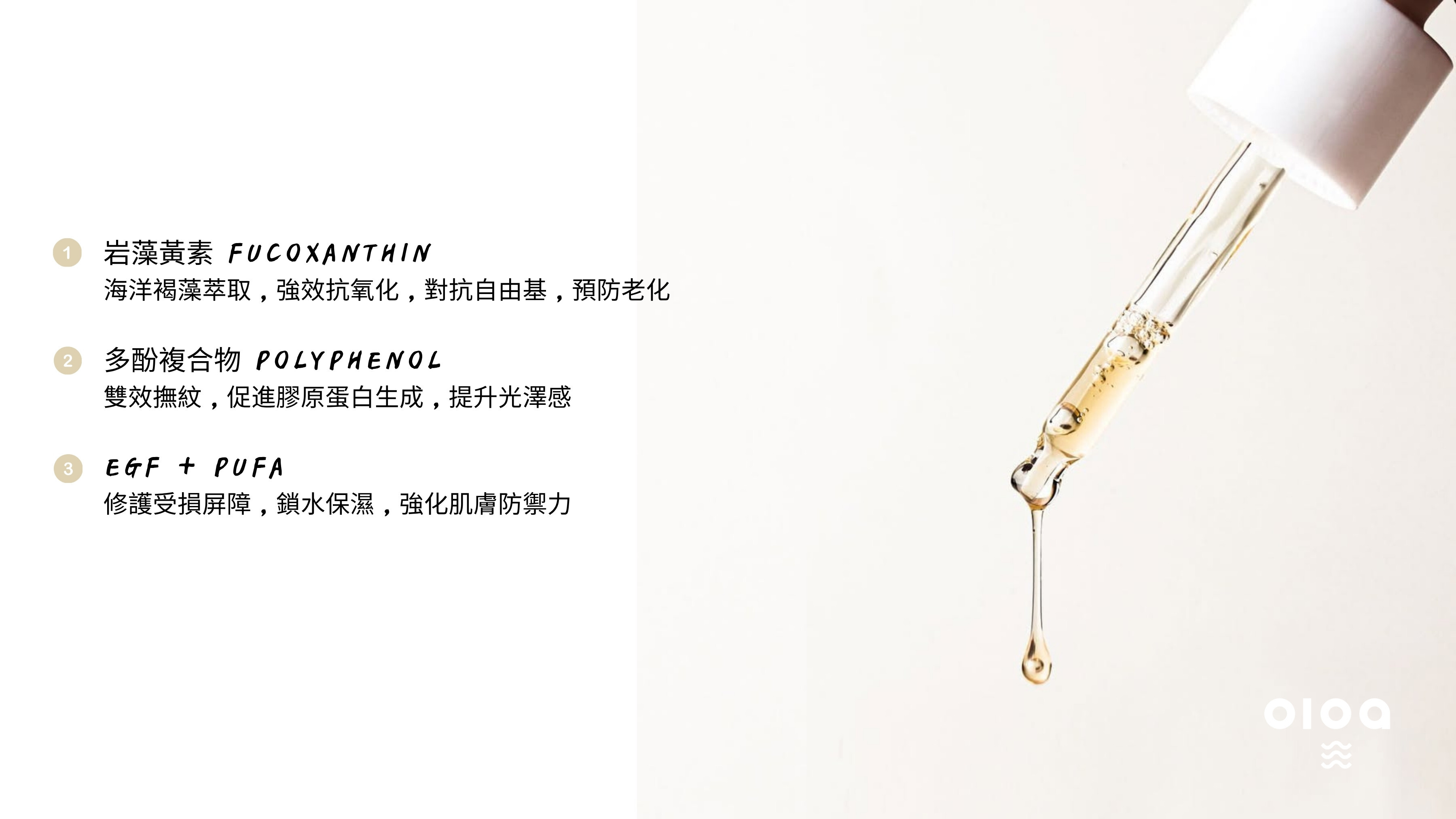 oloa fuco 多酚抗氧撫紋安瓶 l 岩藻黃素fucoxanthin海洋褐藻萃取成分、多酚抗氧化保養成分圖解