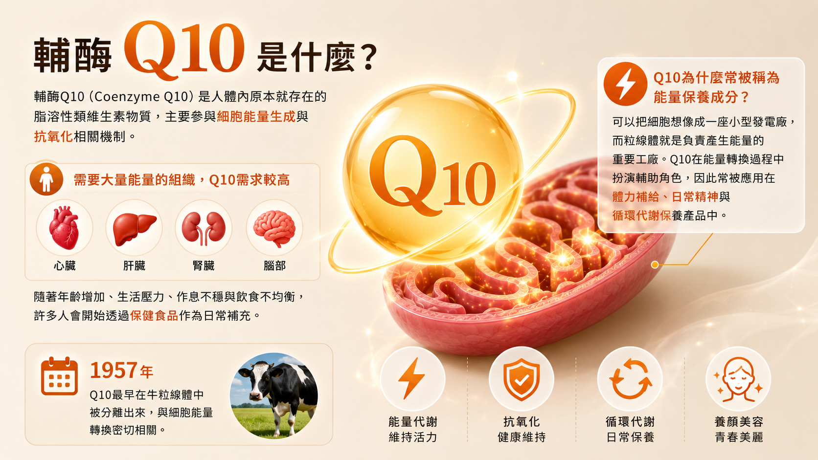輔酶Q10功效與紅麴Q10推薦