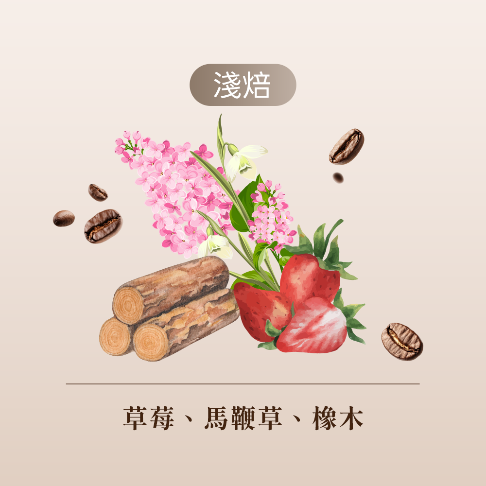 衣索比亞 獅子88