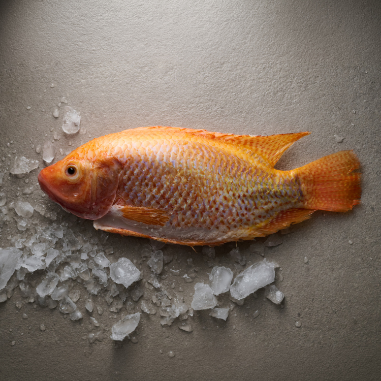鮮魚-海紅鯛全魚 500g