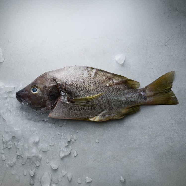 鮮魚-澎湖白星笛鯛全魚 500-600g