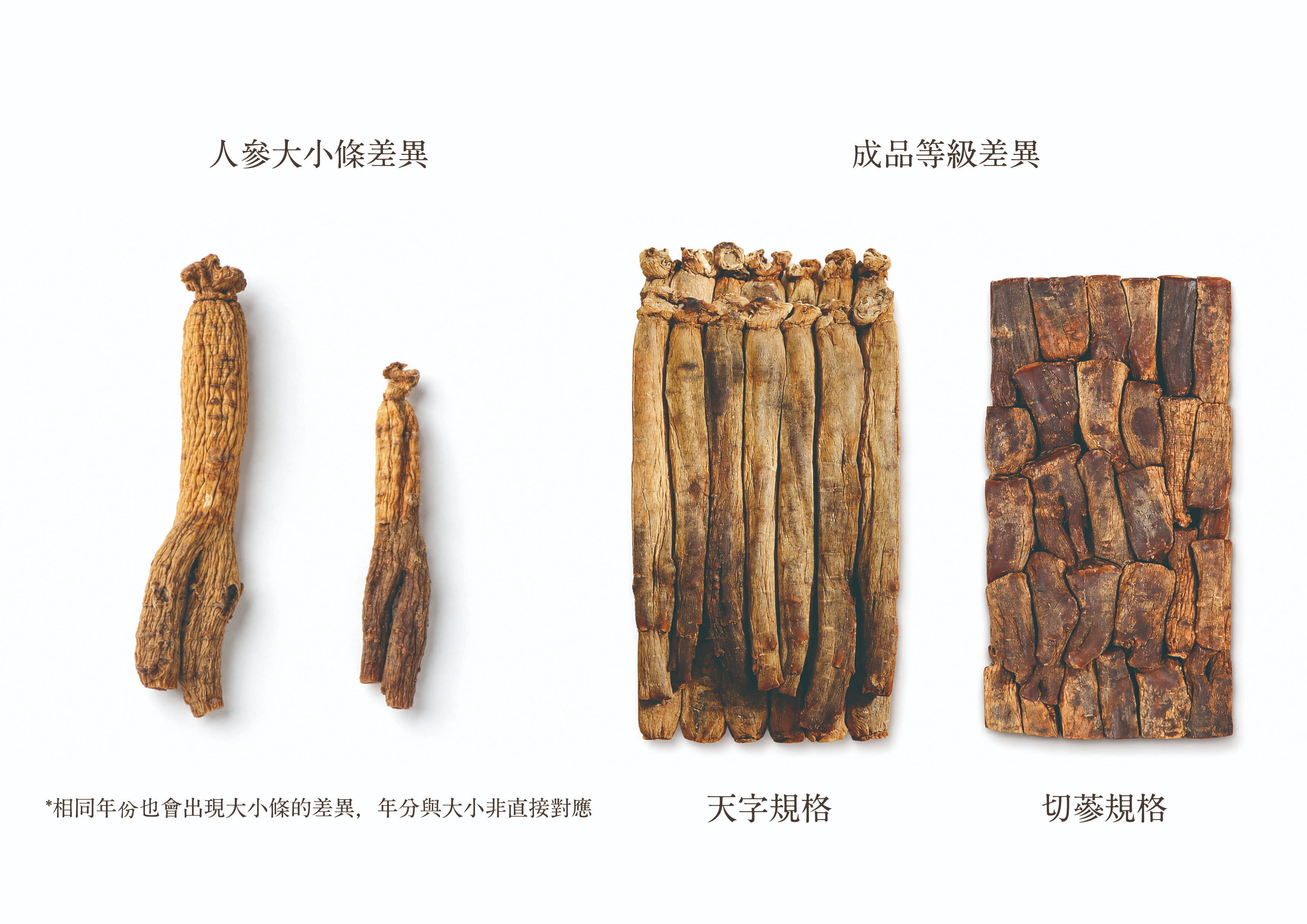 高麗蔘支條大小比較:天支與切蔘等級差異|惟元蔘藥
