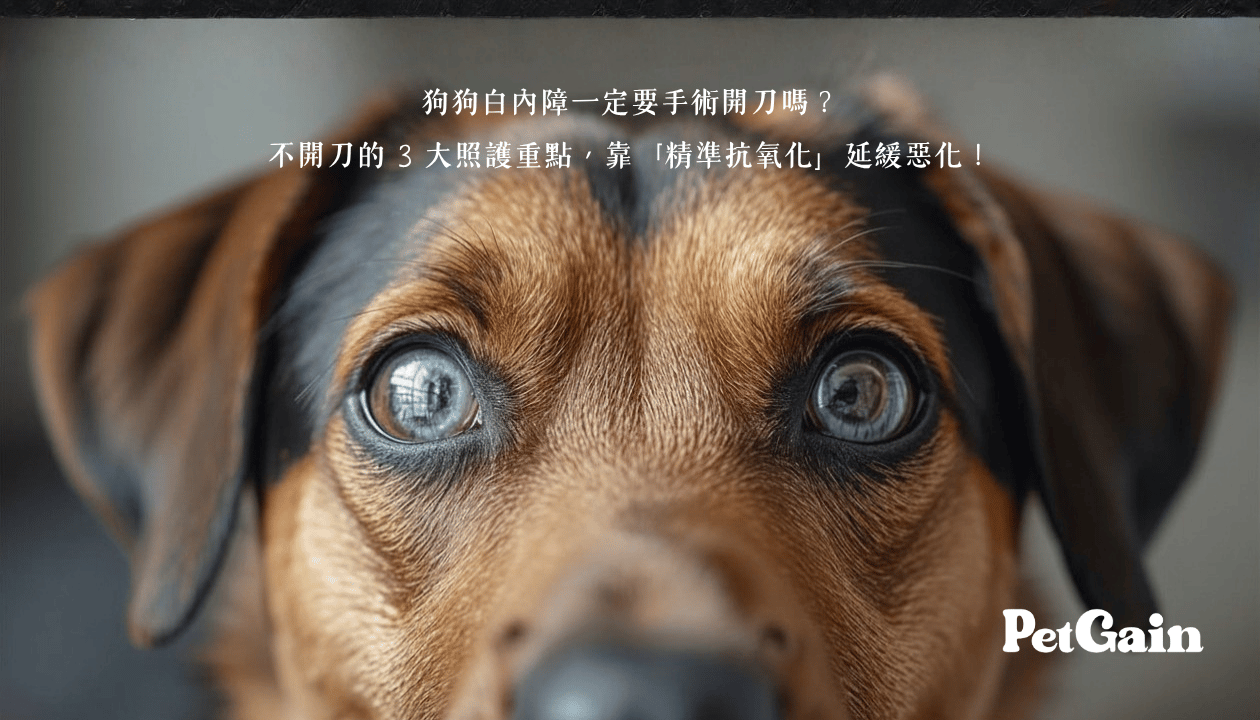 狗狗白內障一定要手術開刀?不開刀的 3 大照護重點,靠「精準抗氧化」延緩惡化!