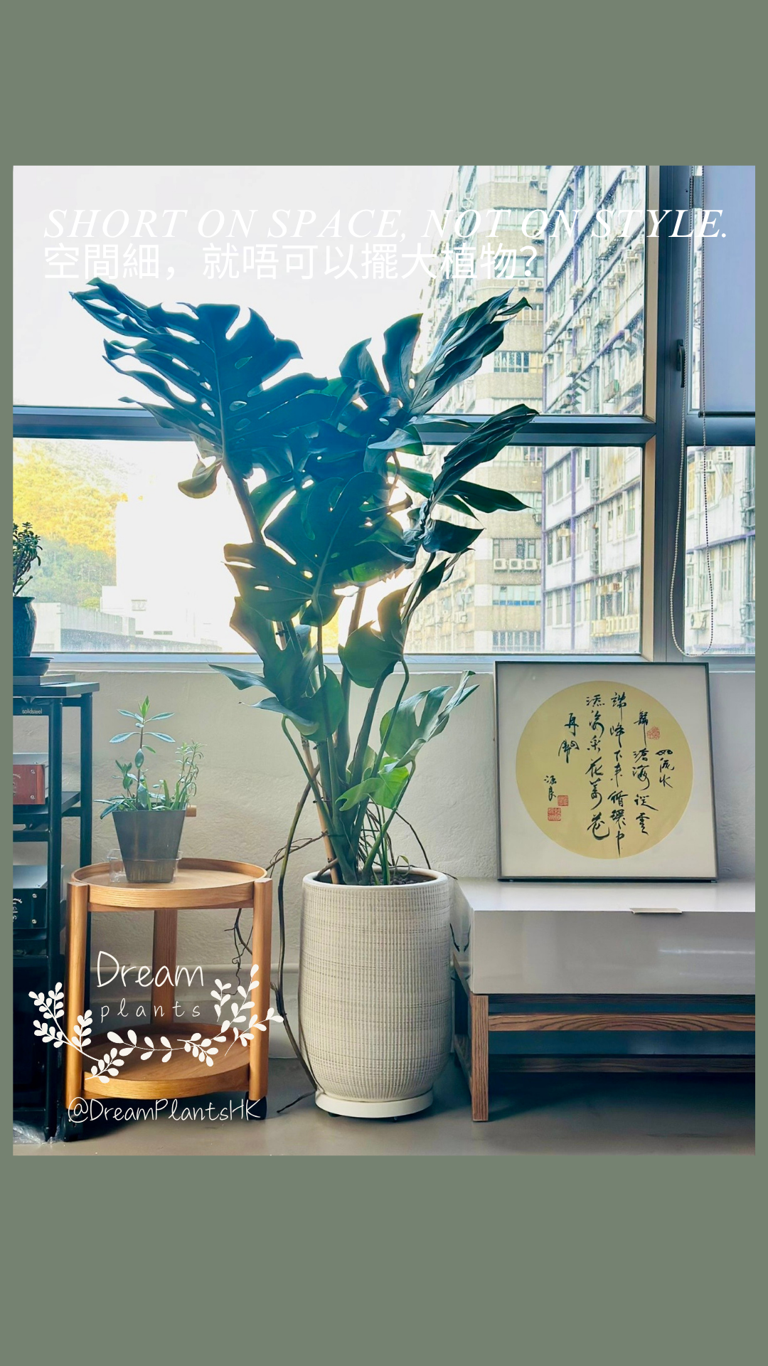 大葉龜背竹