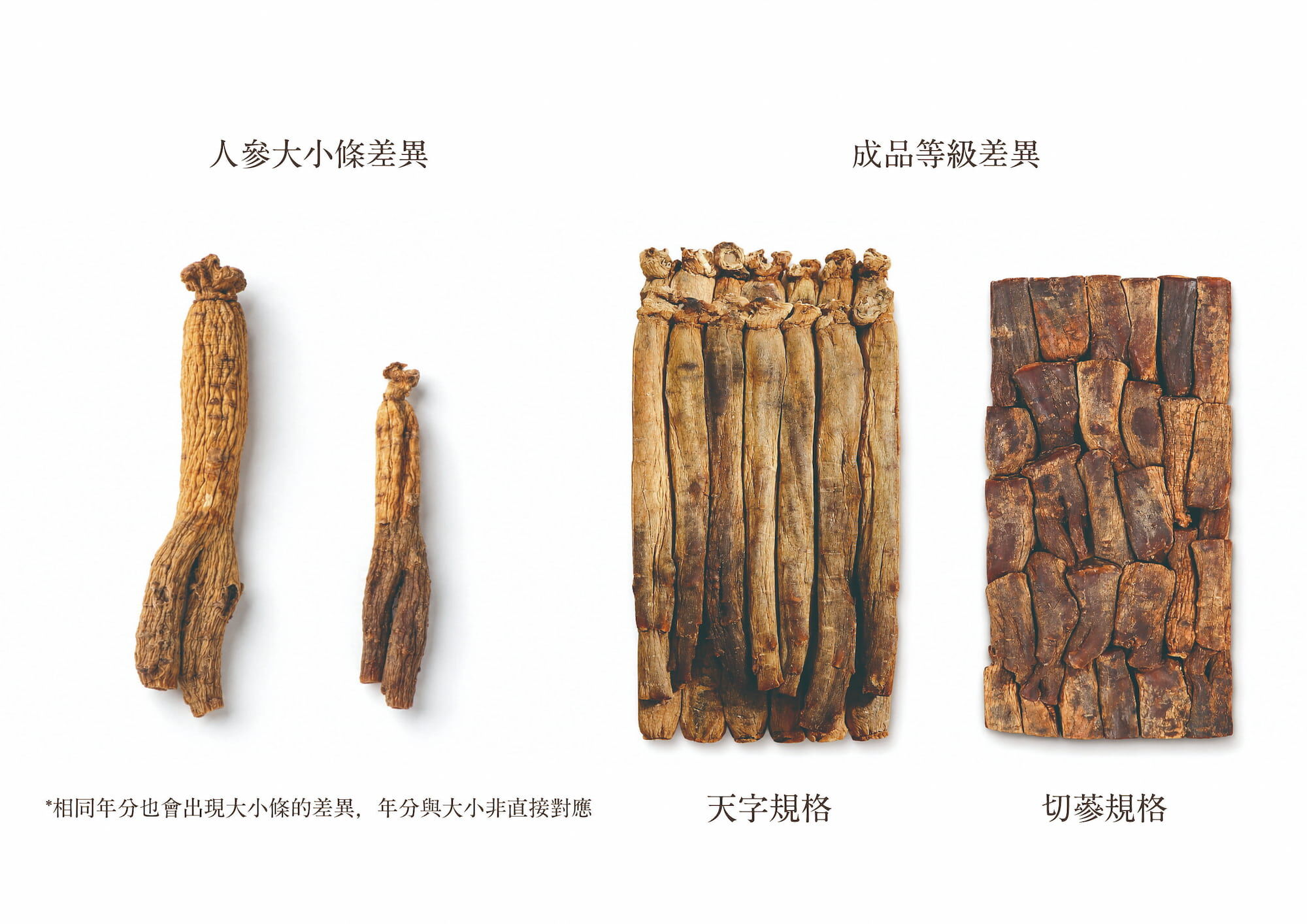 高麗蔘支條大小比較:天支與切蔘等級差異|惟元蔘藥