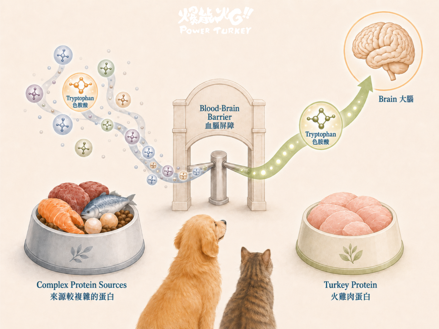 腸胃環境輕鬆了、負擔降低了,這才真正為食物中的必需胺基酸,鋪好了一條通往大腦、最無負擔的「綠色通道」_爆能火G_趕食髦部落格
