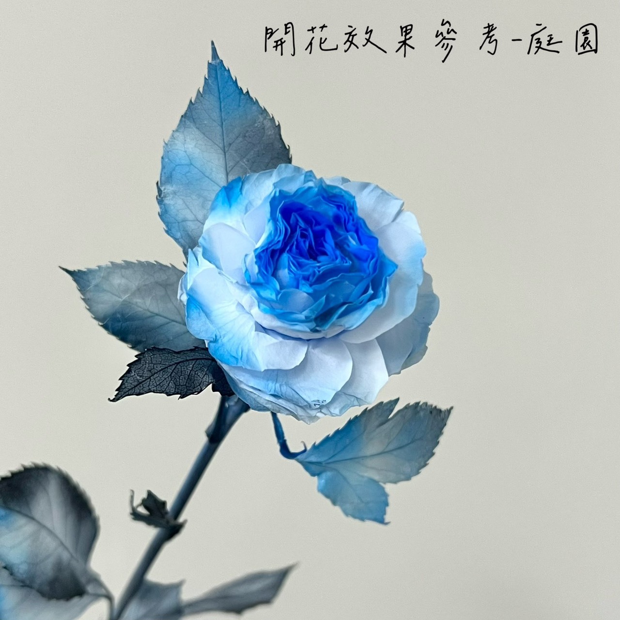 不凋多頭玫瑰