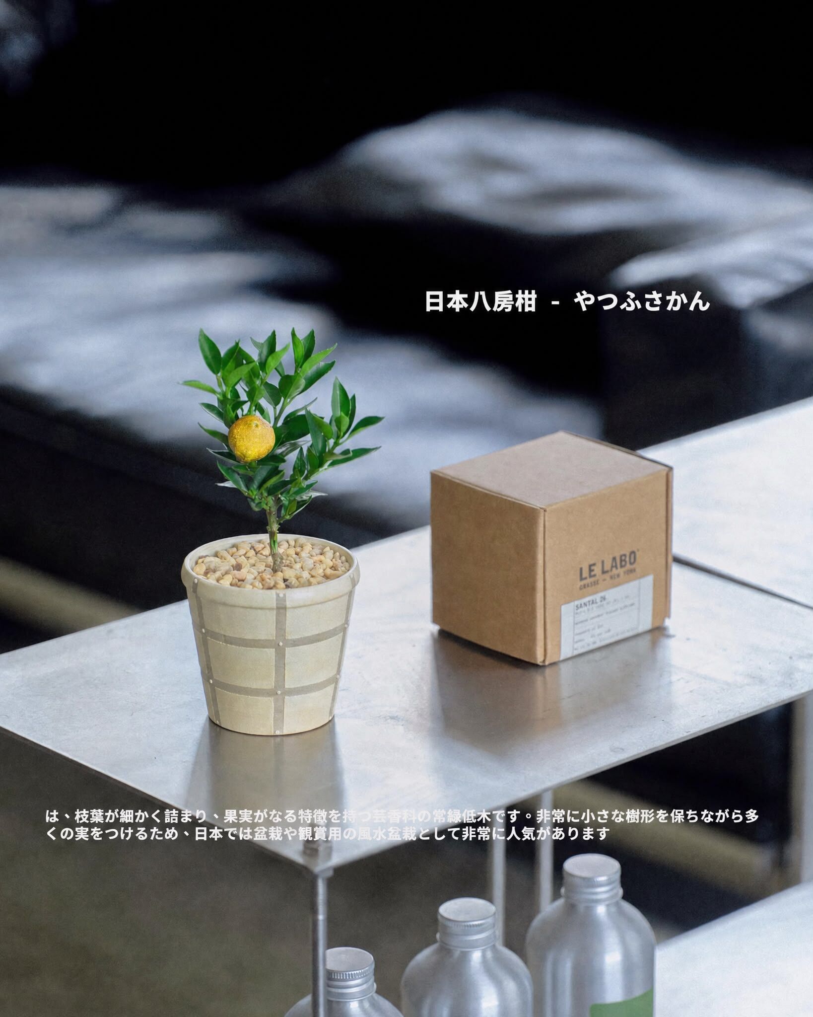 日本八房柑 -  為家中帶來一整年的好運🍊