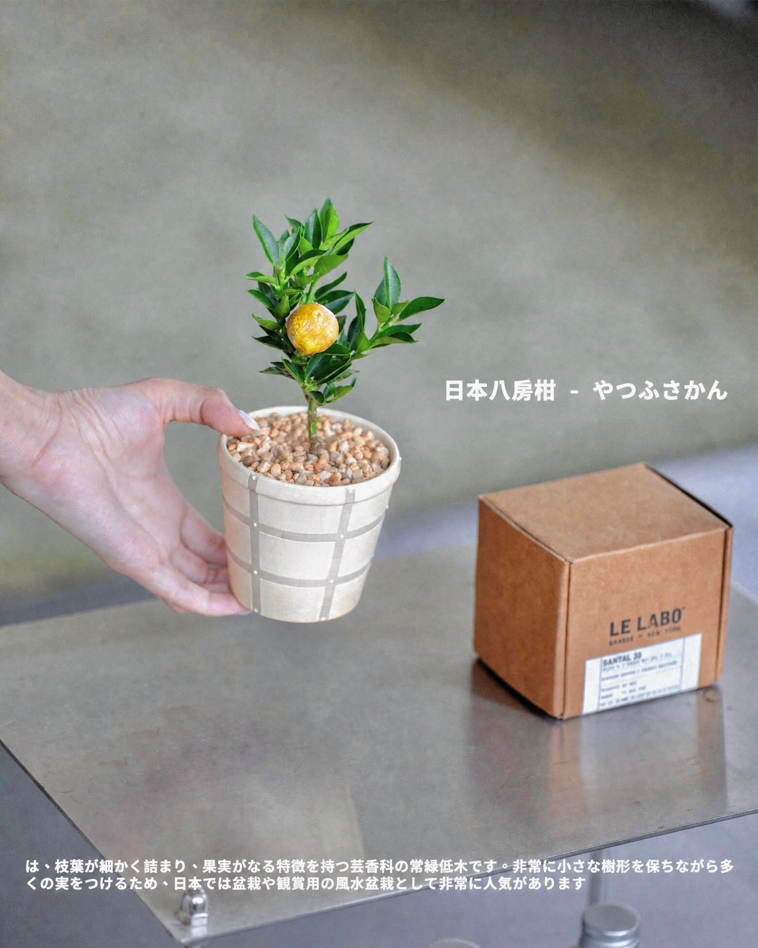 日本八房柑 -  為家中帶來一整年的好運🍊