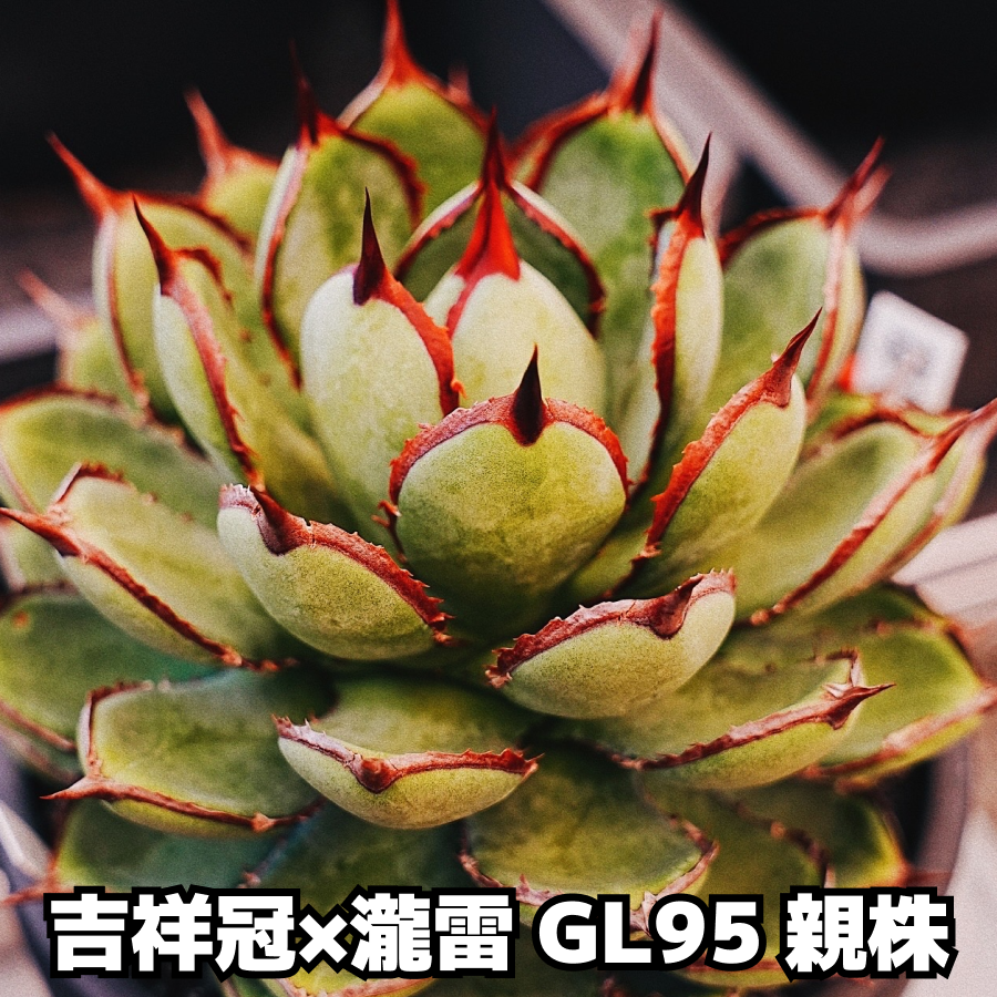 『超選別シリーズ』スタノ產 吉祥冠 × 瀧雷 GL095 ｜20261013｜LED管理