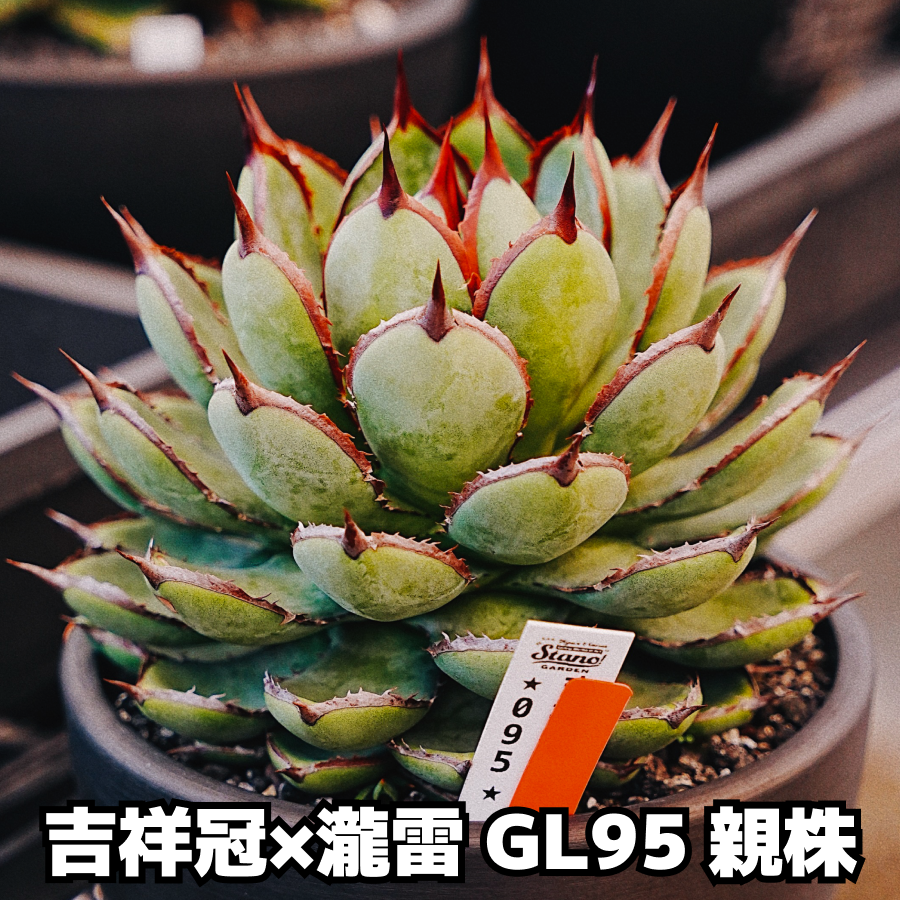 『超選別シリーズ』スタノ產 吉祥冠 × 瀧雷 GL095 ｜20261013｜LED管理