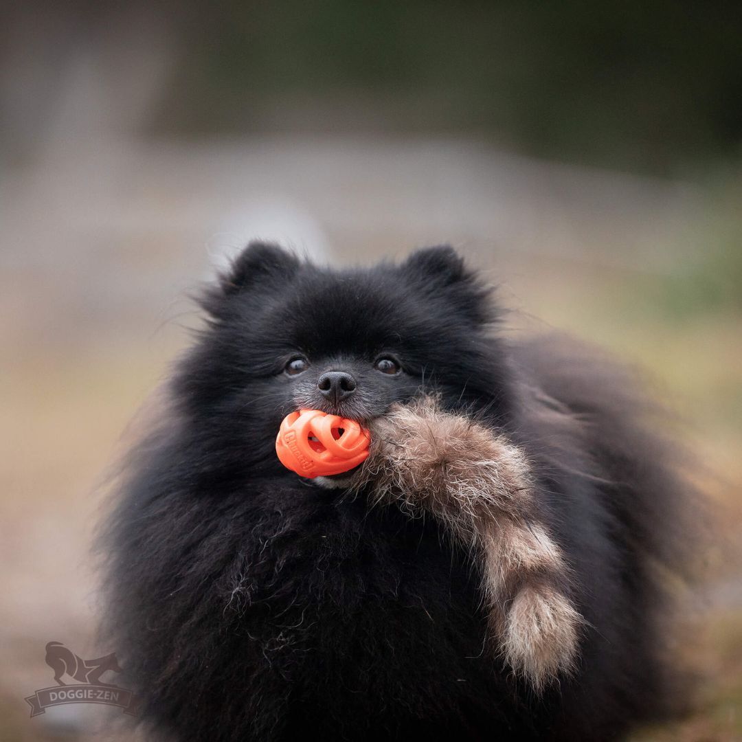 瑞典Doggie-Zen｜Chuckit Air球浣熊尾玩具 (S)