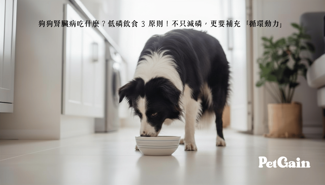 狗狗腎臟病的3個低磷飲食原則
