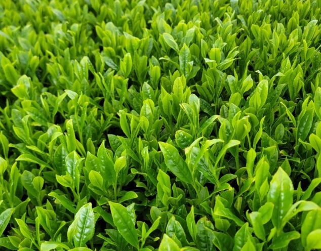 日本 鹿兒島 霧島茶 「有機新茶」【綠茶 / 霧島茶 鹿兒島縣產】農家產地直送 日本有機認證JAS ≪數量・期間限定≫ 【新茶】