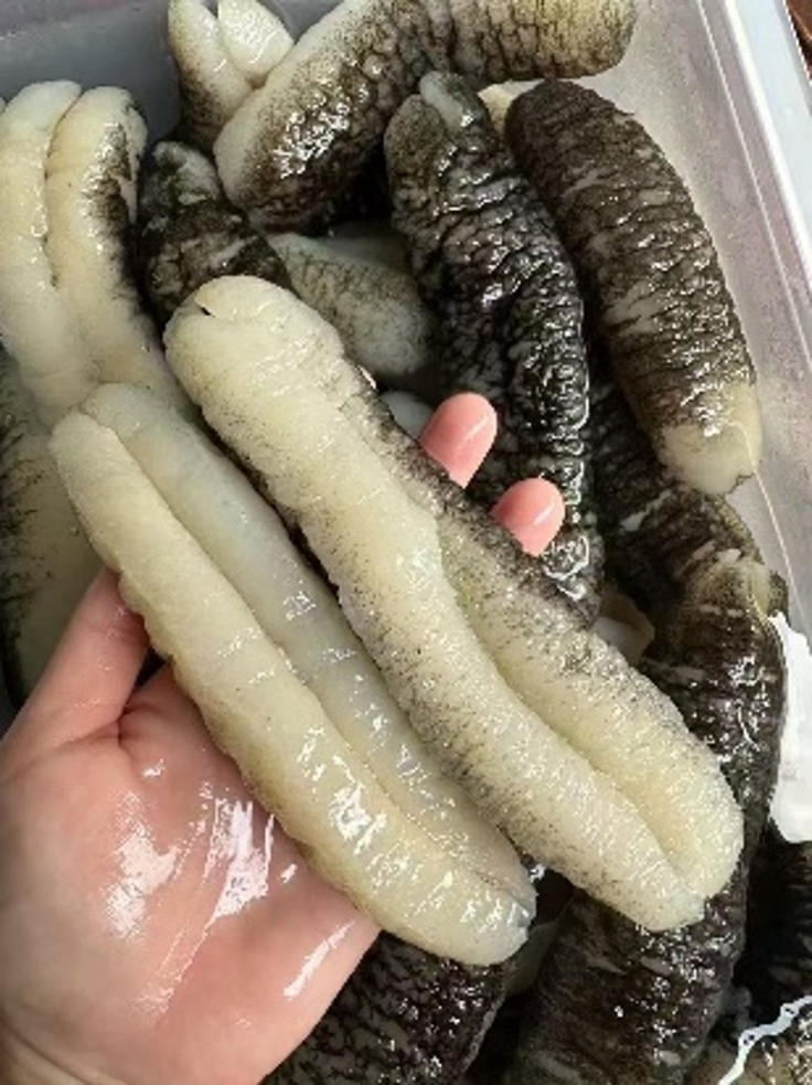 BD024 澳洲禿參40支 EXP: 12個月